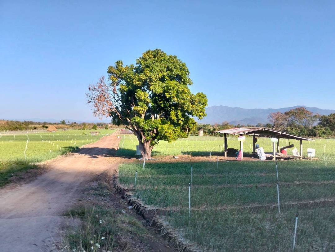 Land For Sale รูป 4
