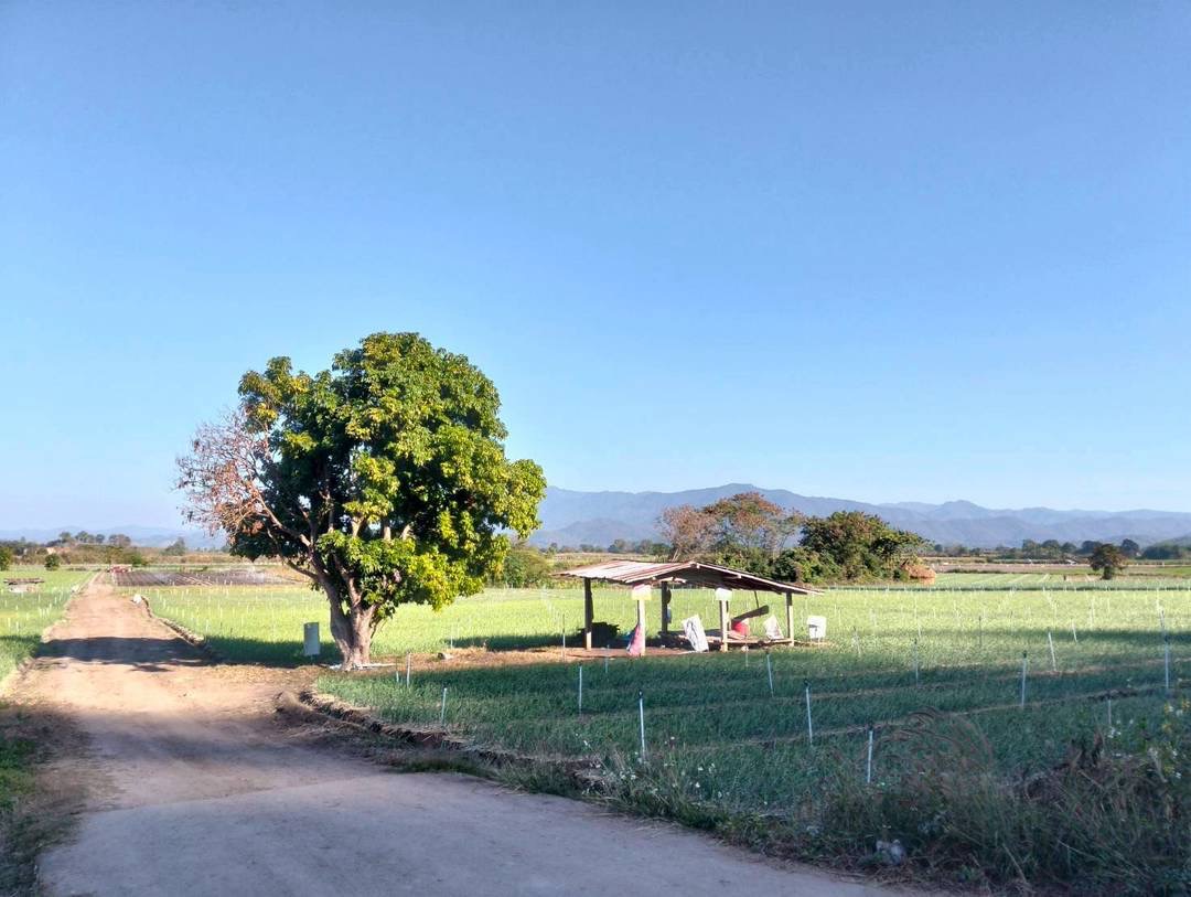 Land For Sale รูป 5