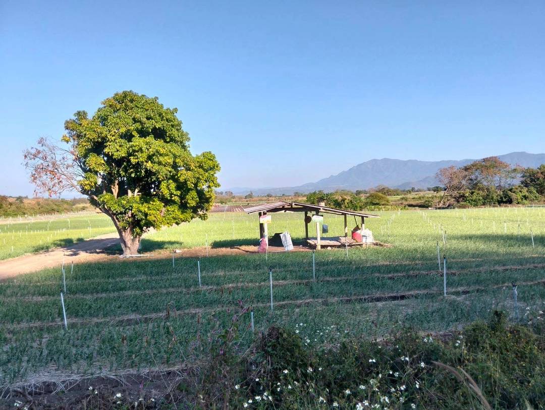 Land For Sale รูป 3