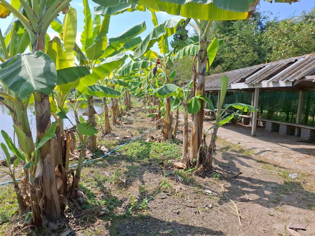 Land For Sale รูป 4